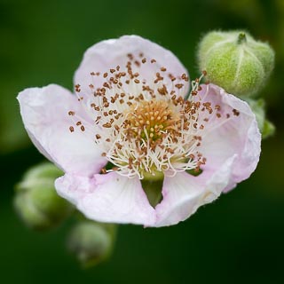 blackberry flower