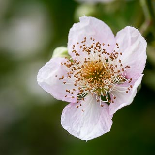 blackberry flower macro with blurred background