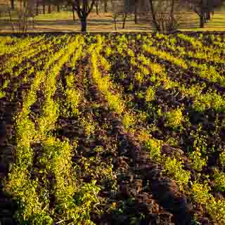 ploughed mustard field in the evening light