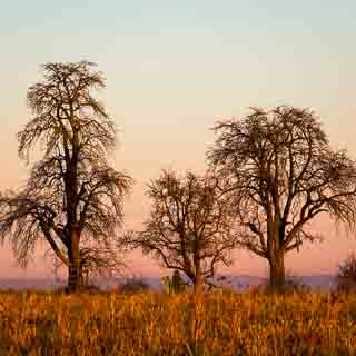 three pear trees on the Schaichberg in the evening light