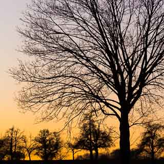 silhouette of a bare-branched maple tree (Acer platanoides) at dusk