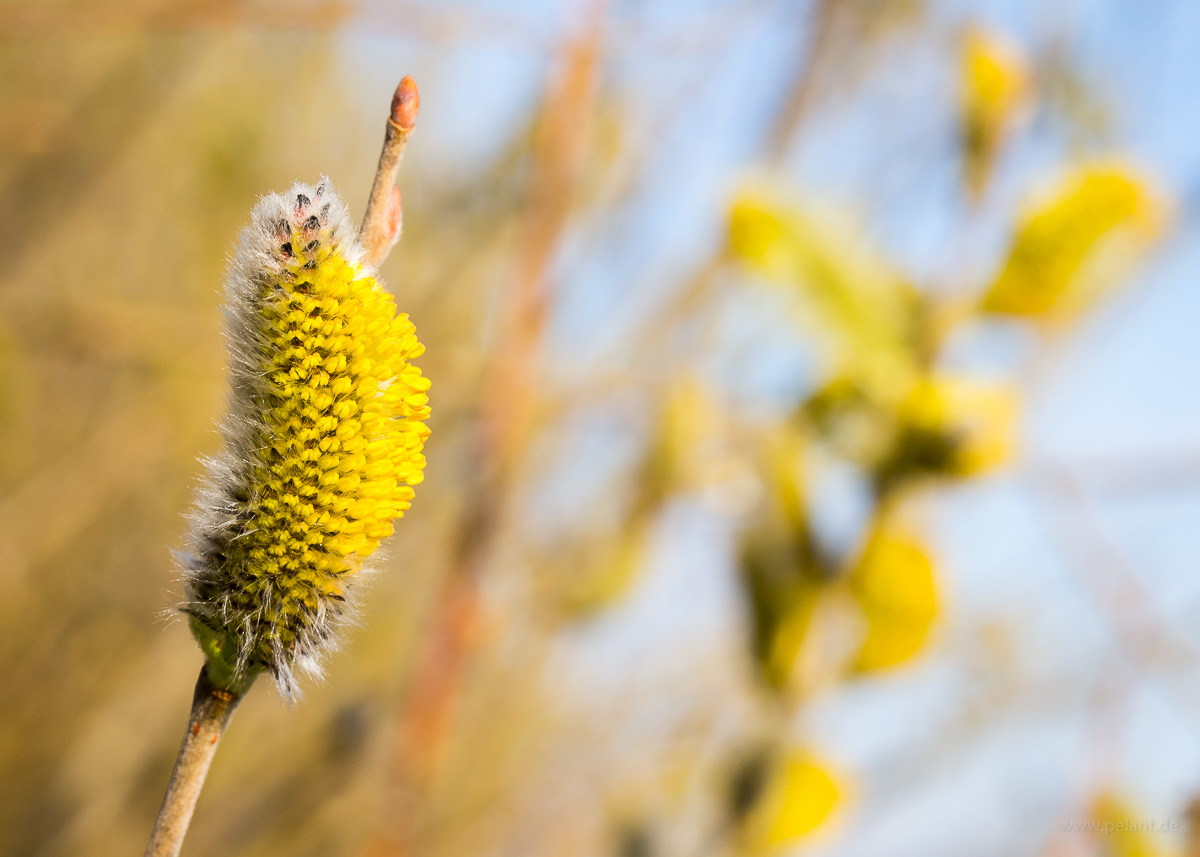 male willow catkin