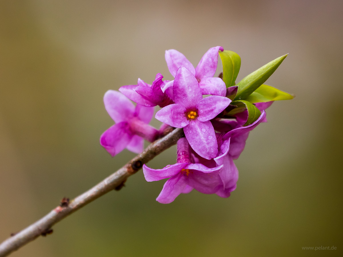 flowering Daphne mezereum