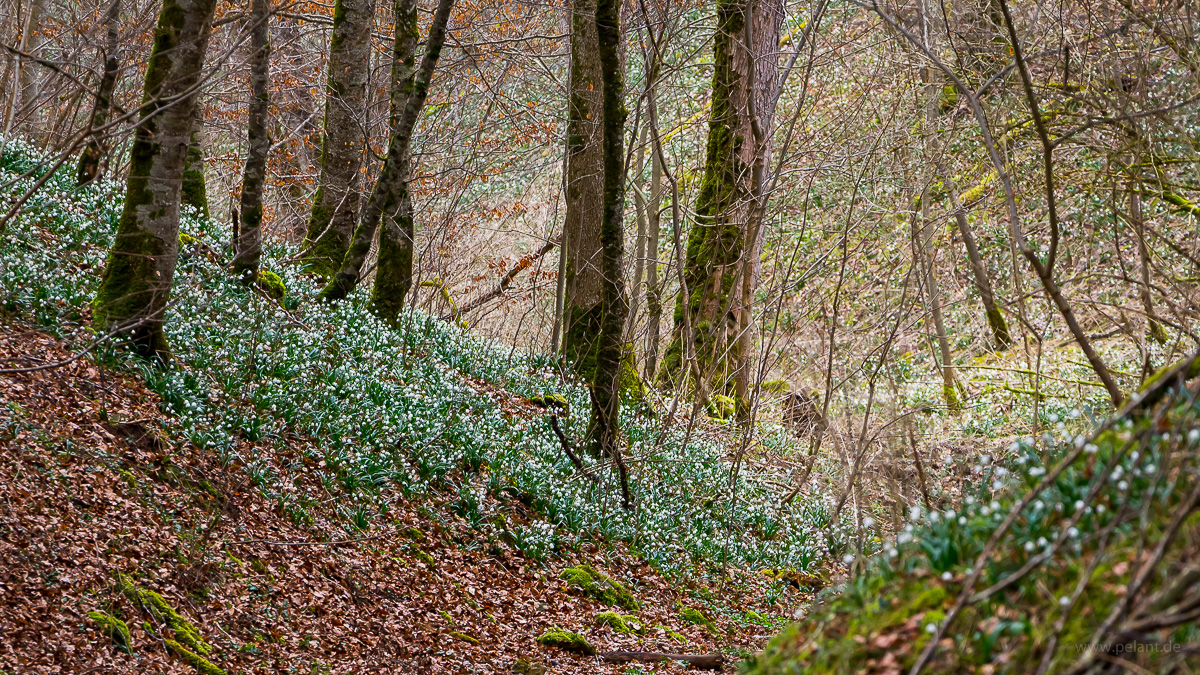 Teppich Blhender Mrzenbecher (Leucojum vernum) im Wald