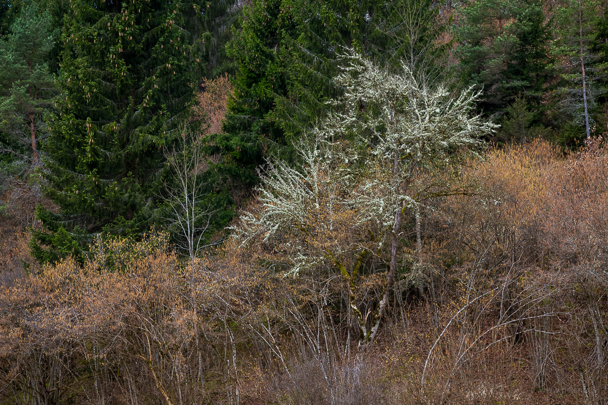 Stark flechtenbewachsener Baum zwischen verblhten Haselstruchern am Waldrand