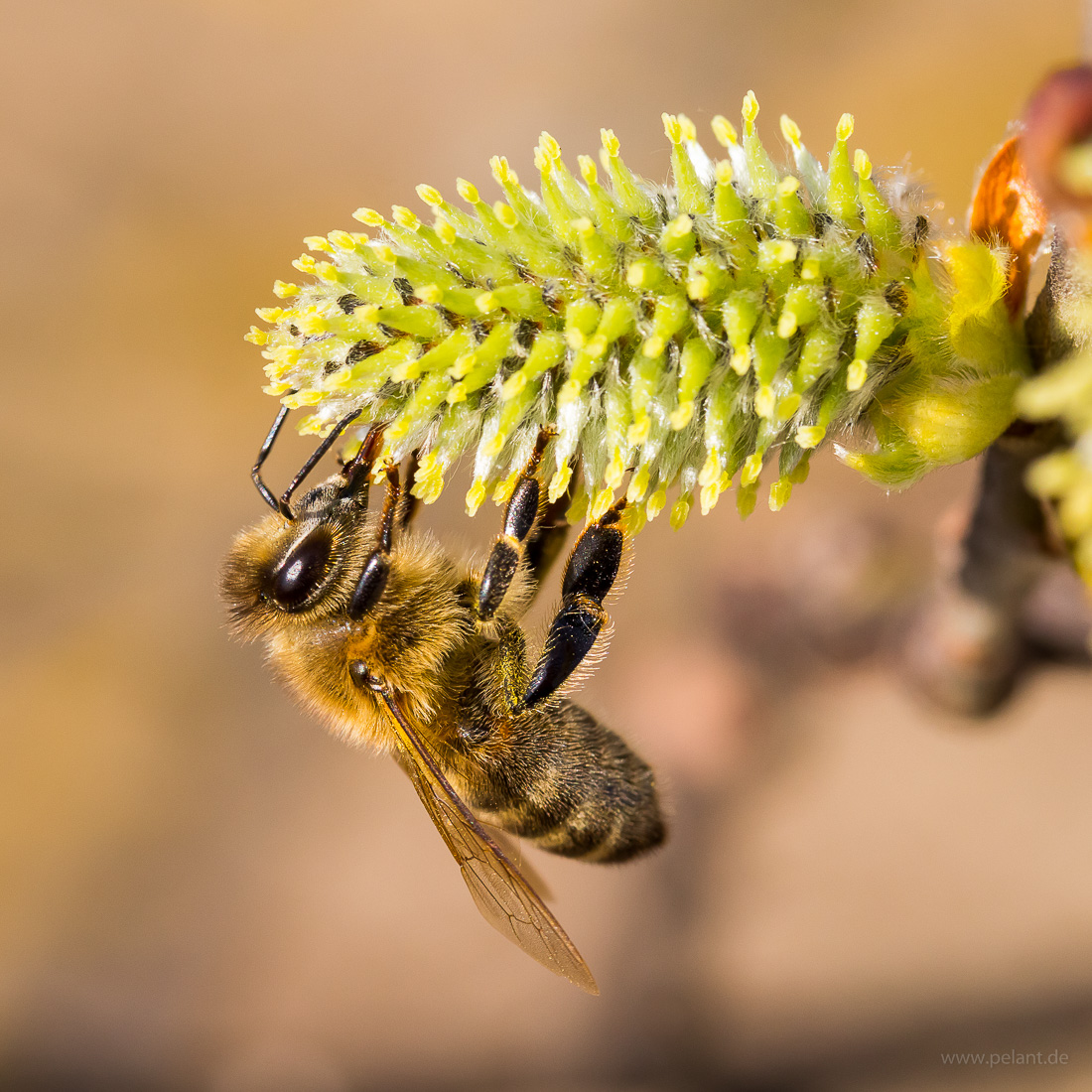 willow catkin (Salix caprea) with honey bee
