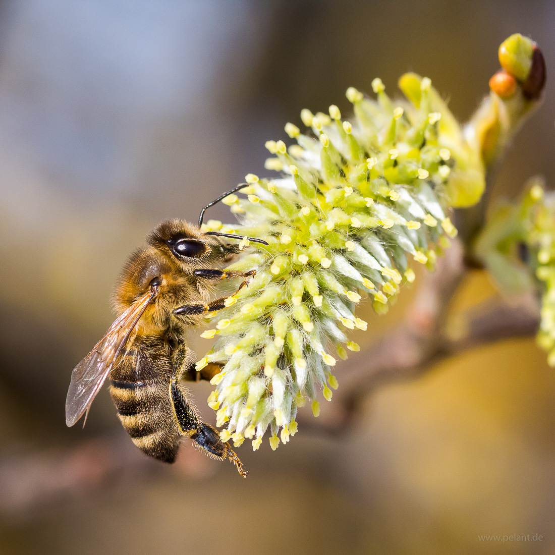 honey bee on a female willow catkin of the goat willow (Salix caprea)