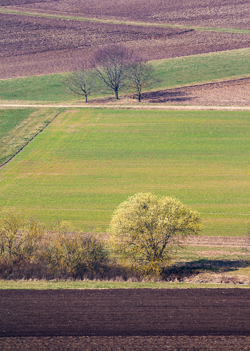 Blhende Weide in Feldlandschaft der Schwbischen Alb