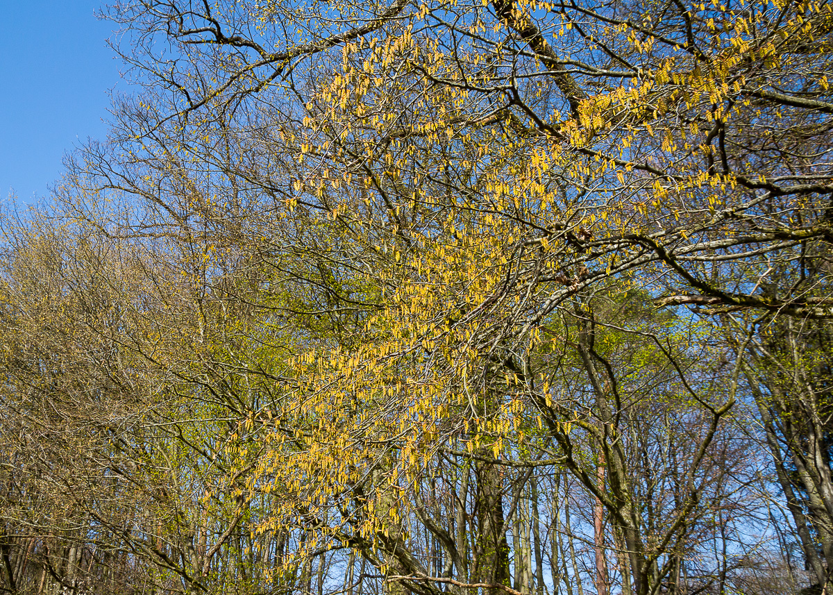 Hainbuchenblte am Schnbuchrand (Carpinus betulus) mit blauem Himmel im Hintergrund