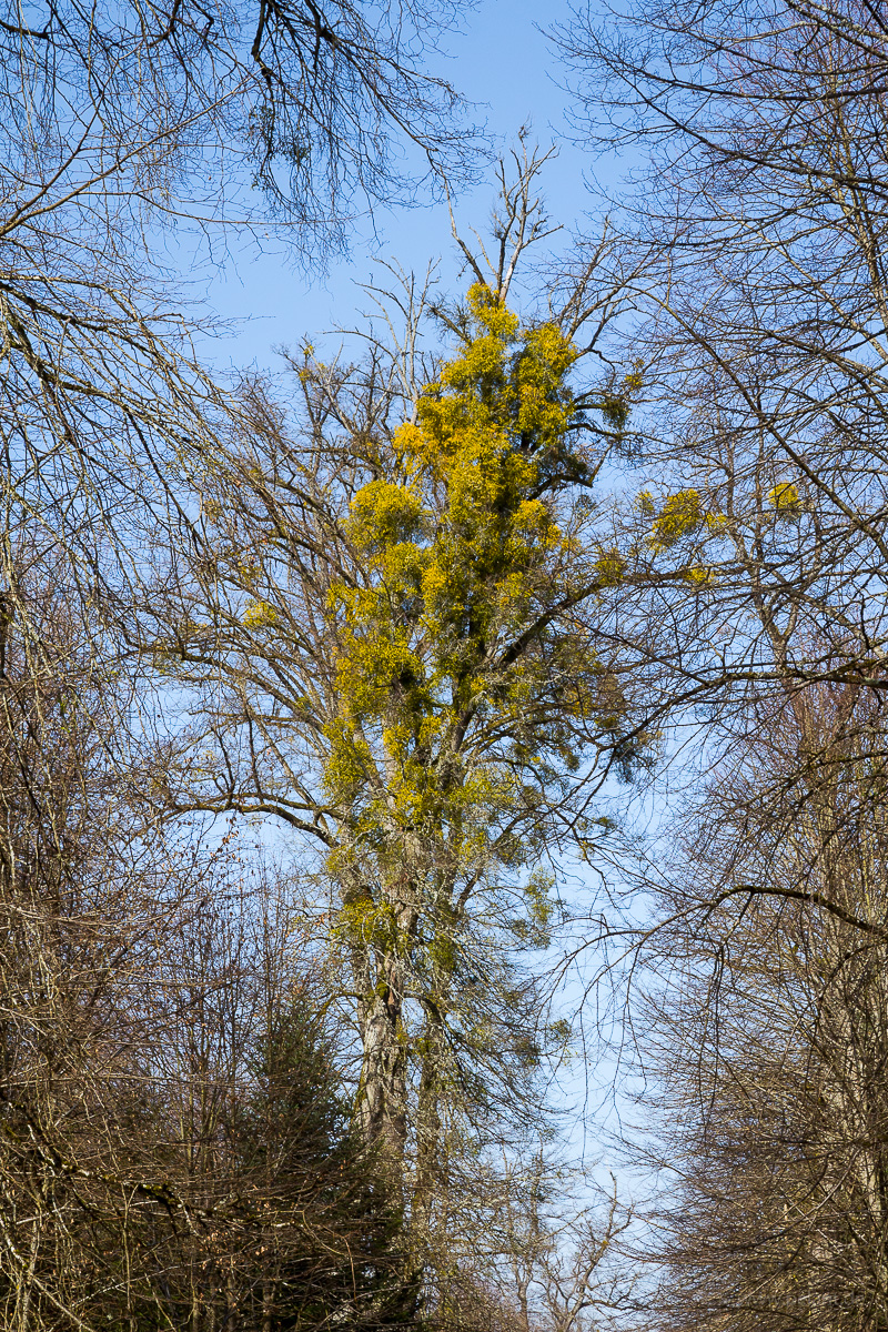 tree with many mistletoes (Viscum album)