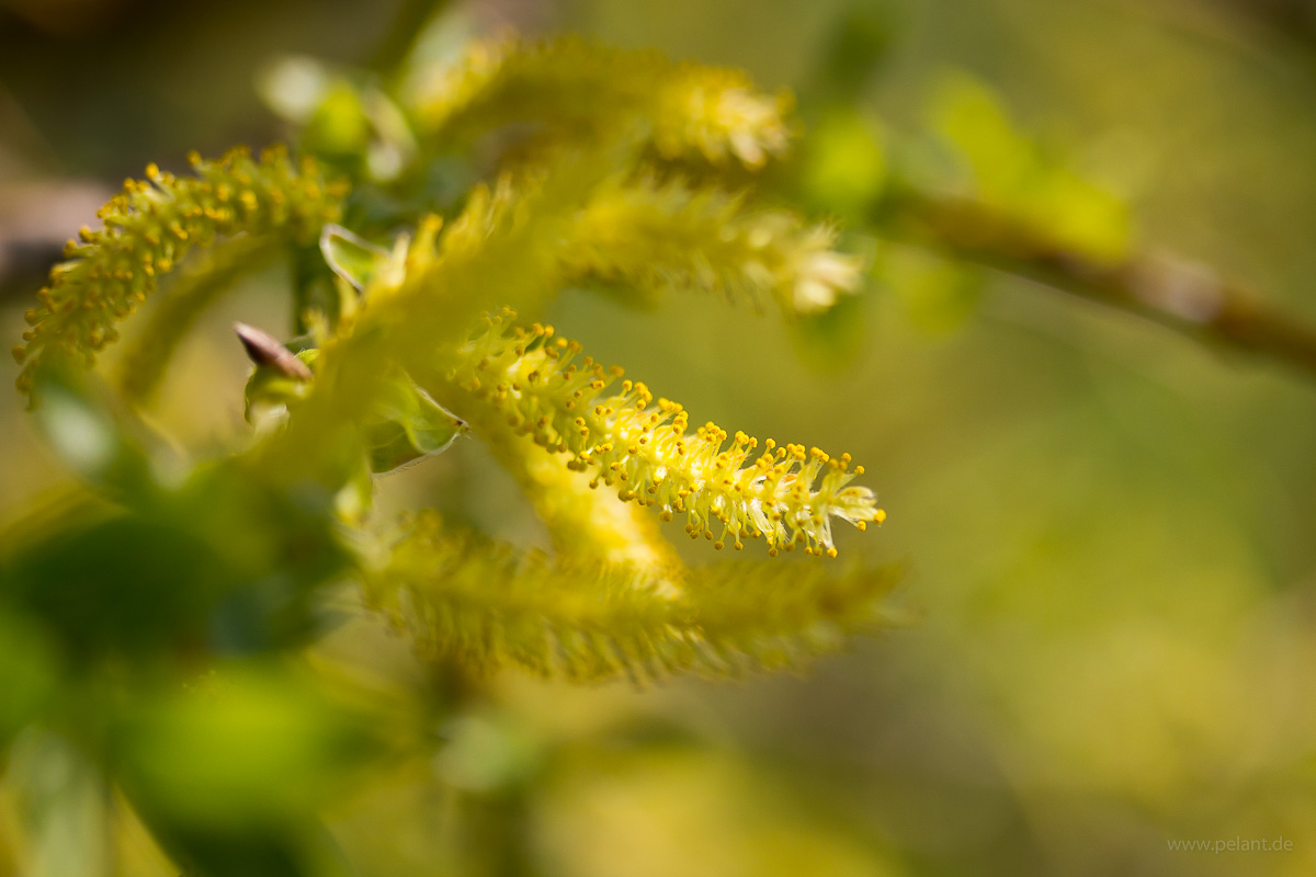 male willow catkins