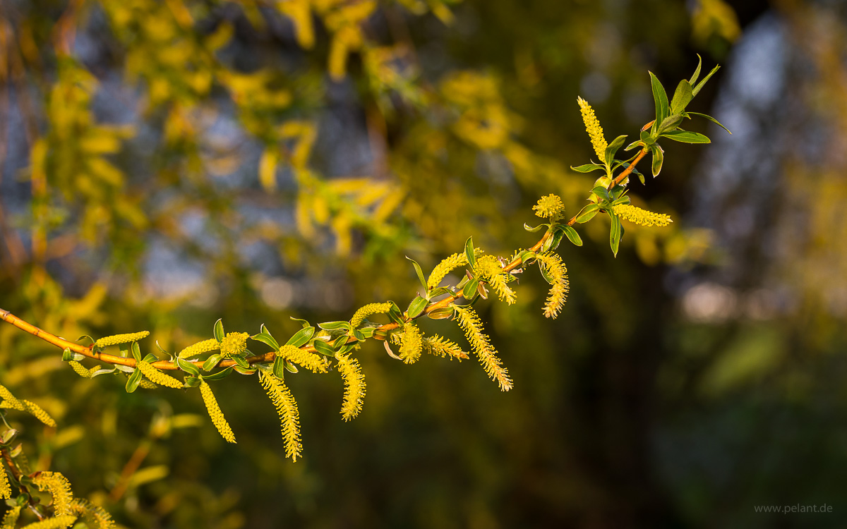 male willow catkins