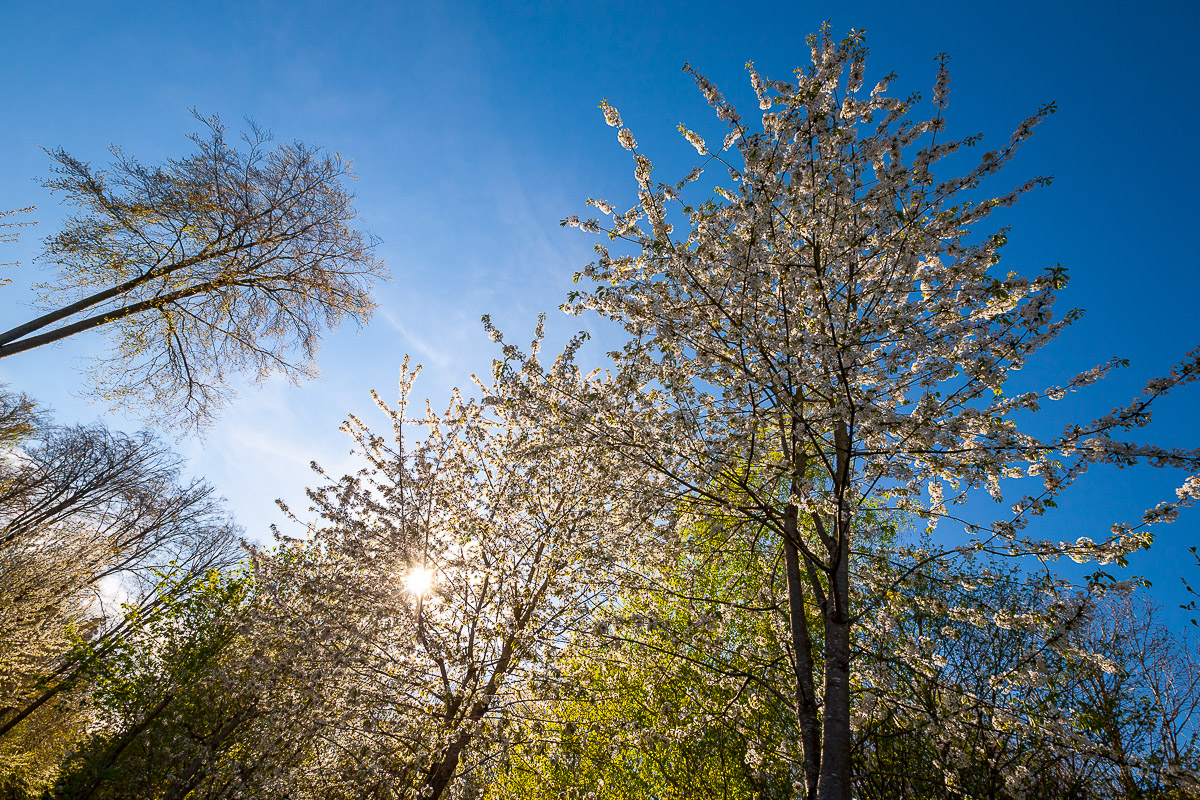 flowering wild cherry trees (Prunus avium) in the Schnbuch forest