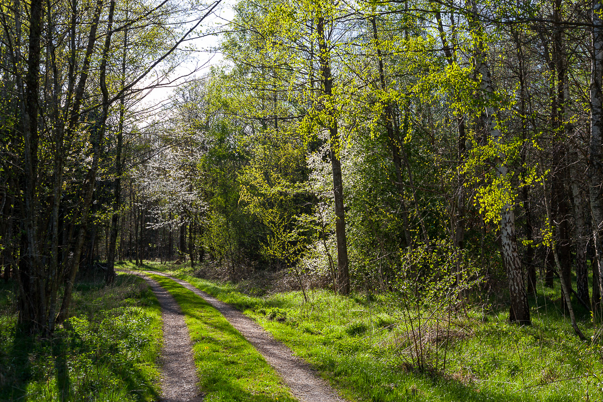 forest track in spring