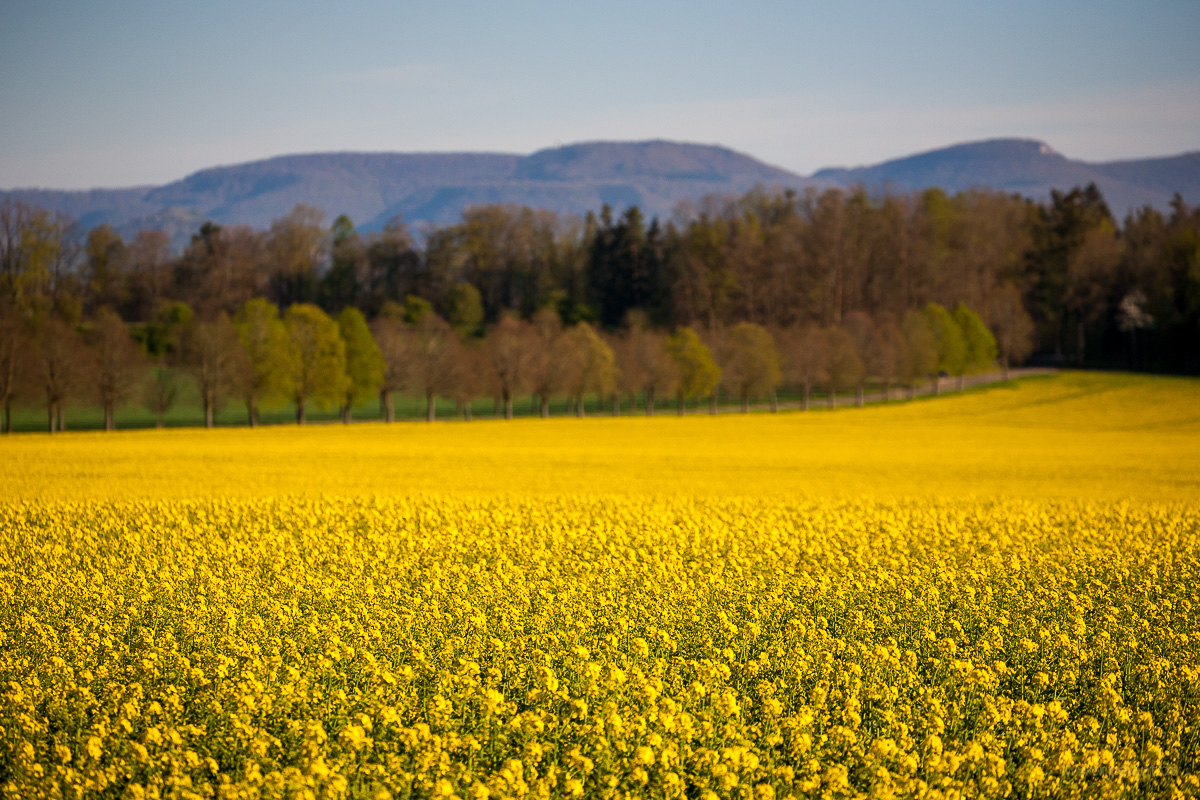 Flowering rapeseed field at Einsiedel with view of the Schwbische Alb at the horizon
