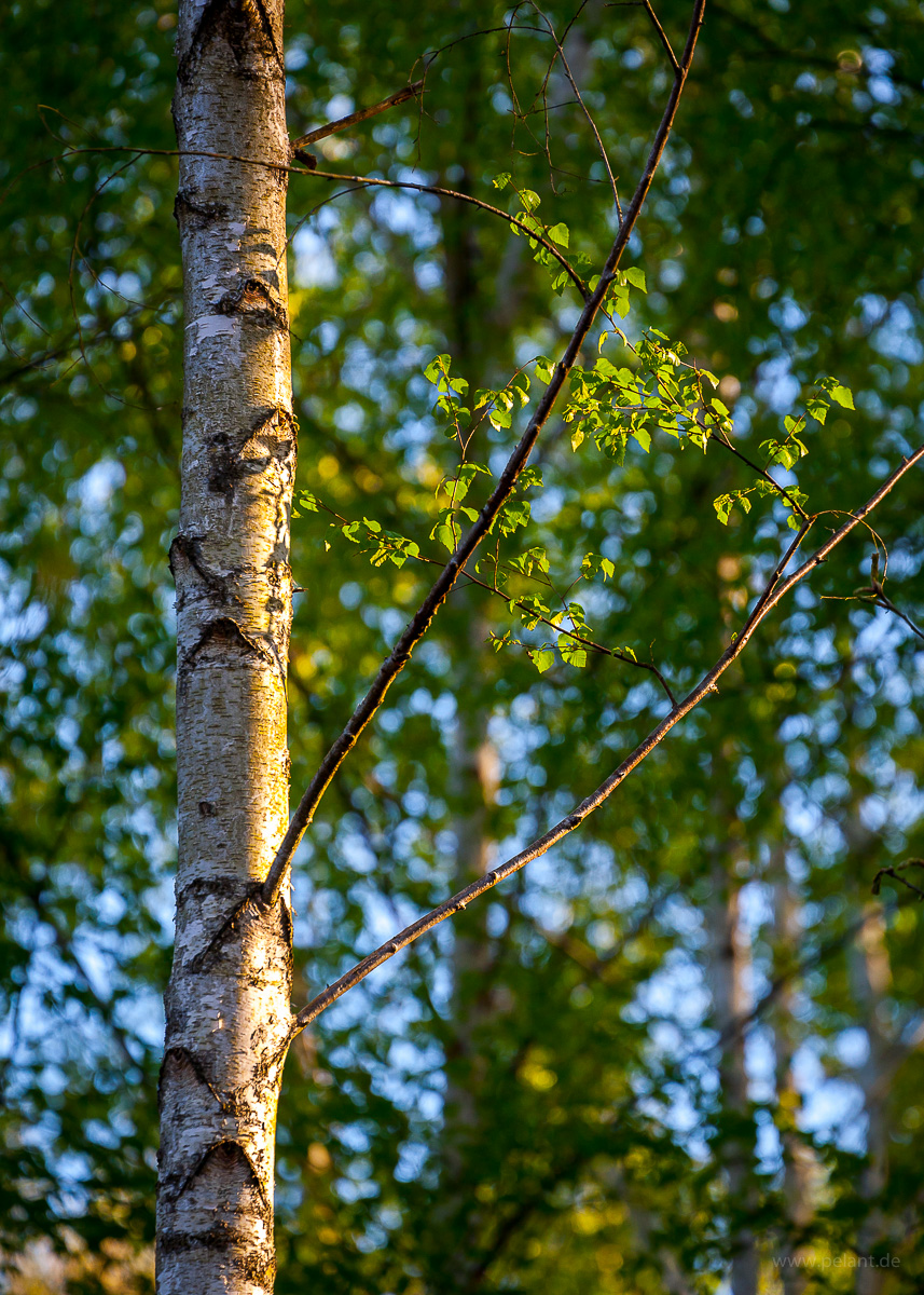 new birch leaves in the evening light with blurred background