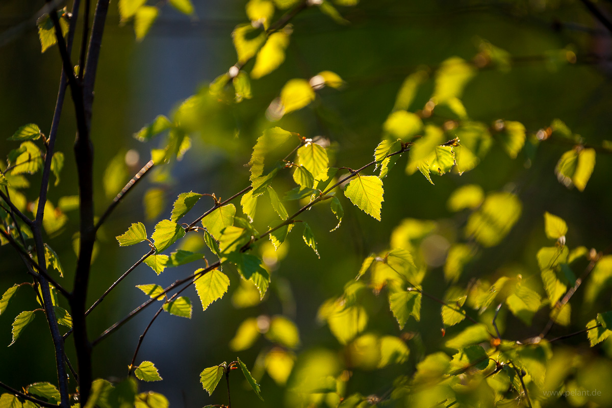 new birch leaves in the evening light