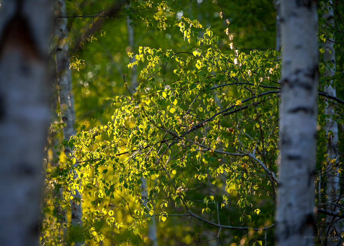 backlit new birch leaves in the spring forest