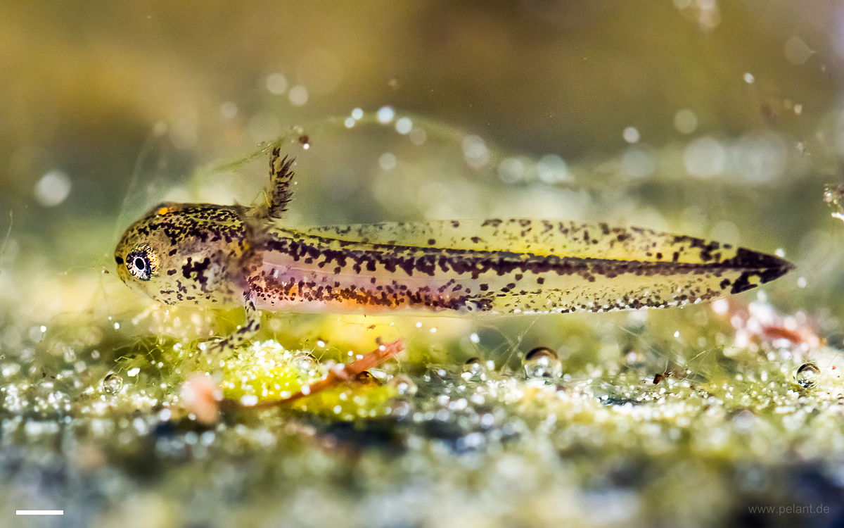 newt larva (alpine newt)