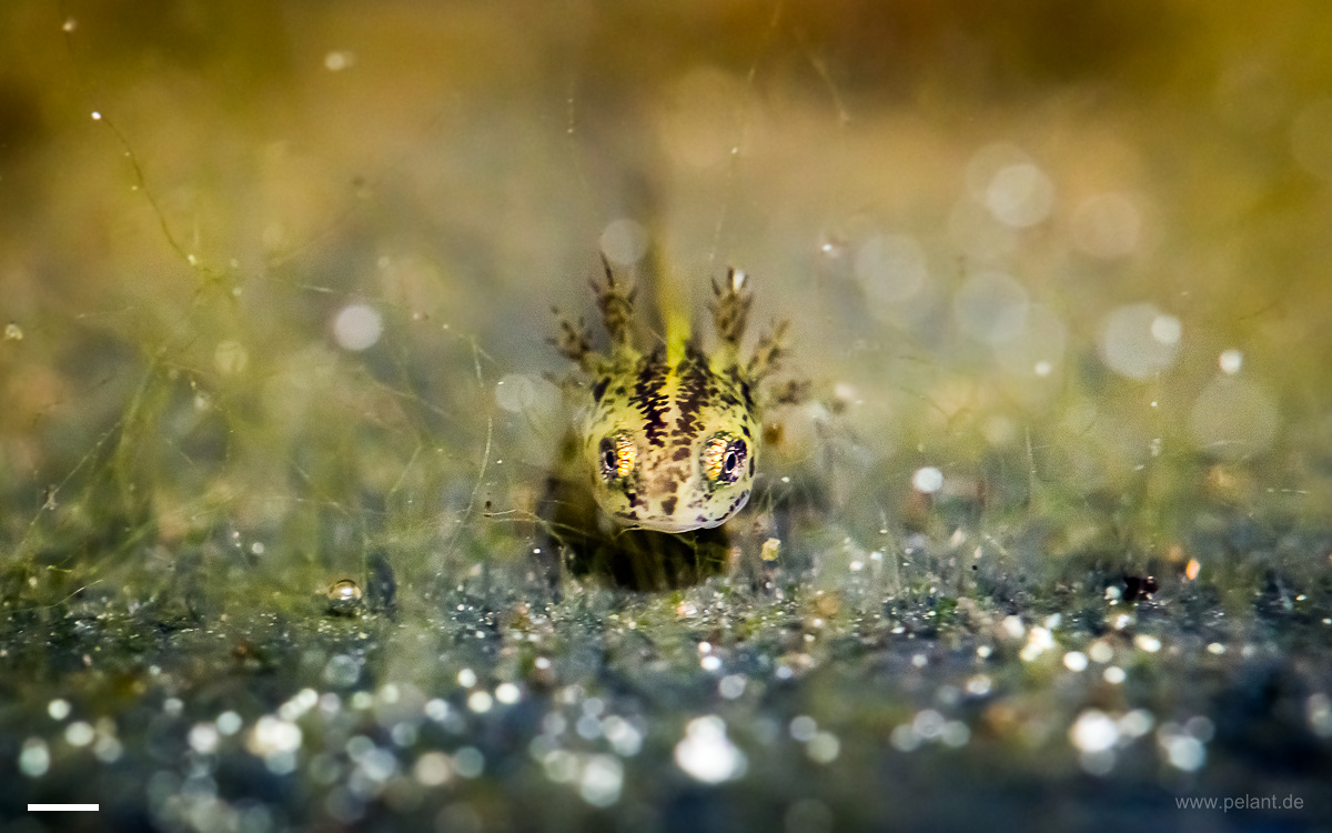 alpine newt larva frontal view