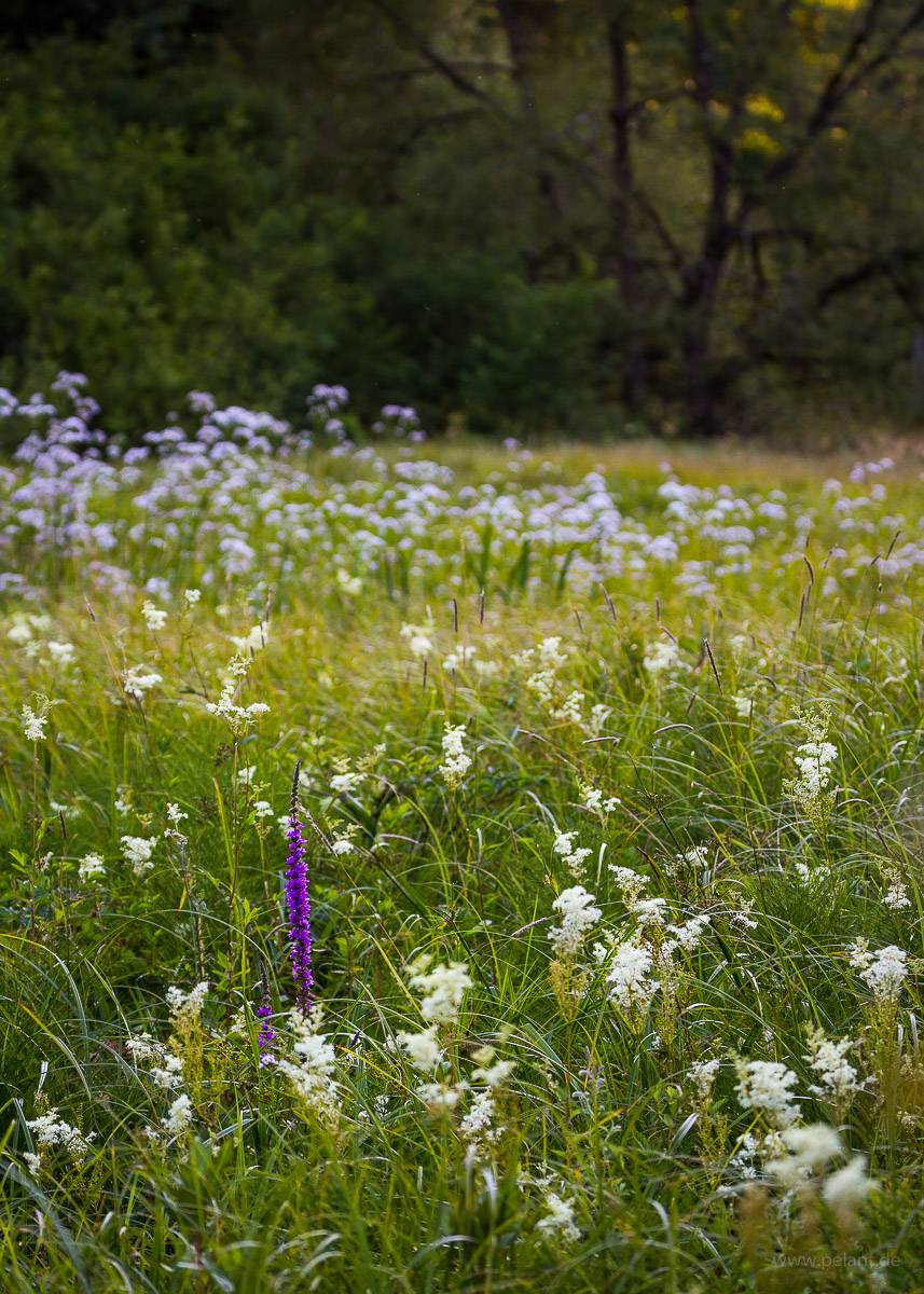 flowering purple loosestrife on a meadow in the Schaichtal