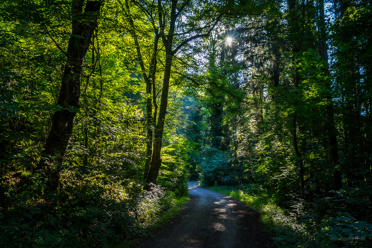 forest track through the Schaichtal, early morning