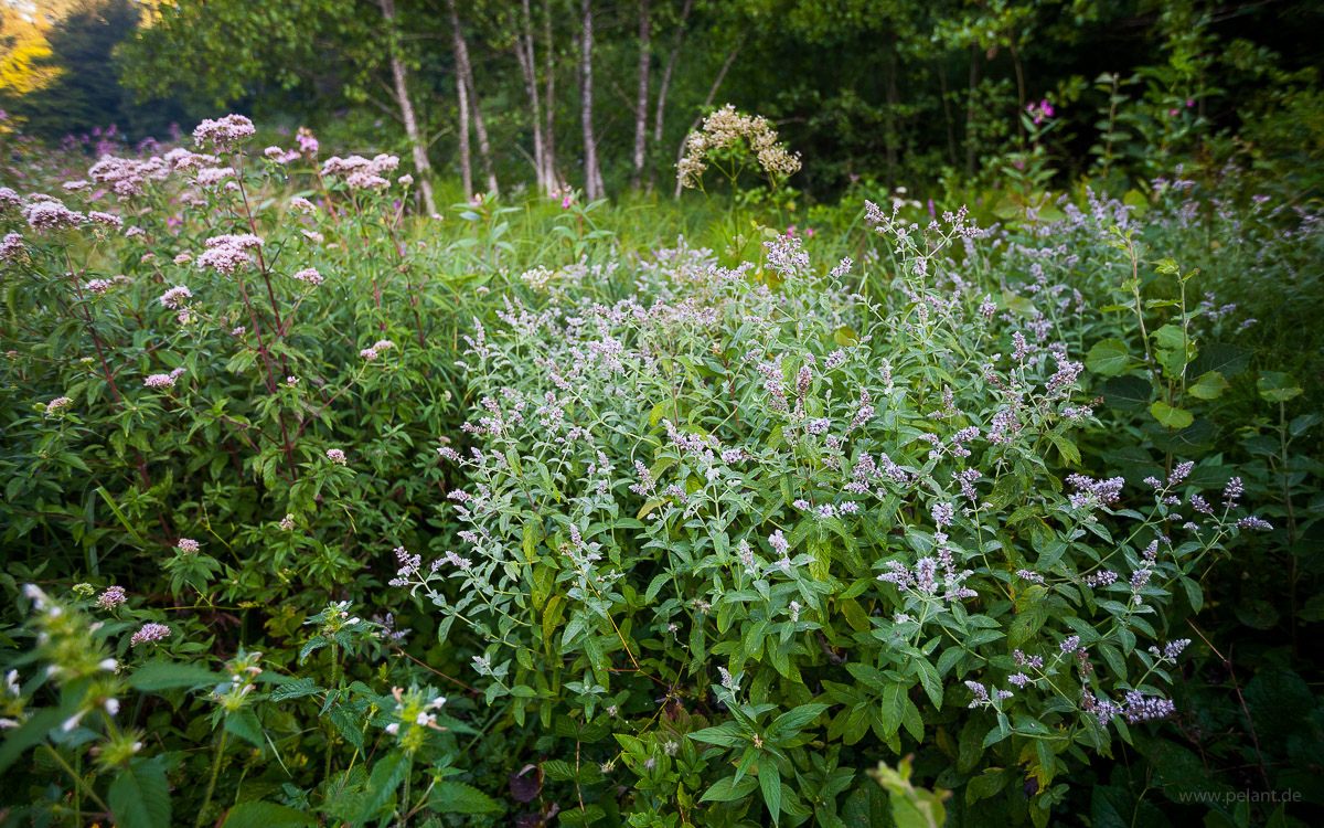 Mentha longifolia (horse mint) on a wet meadow in the Schaichtal