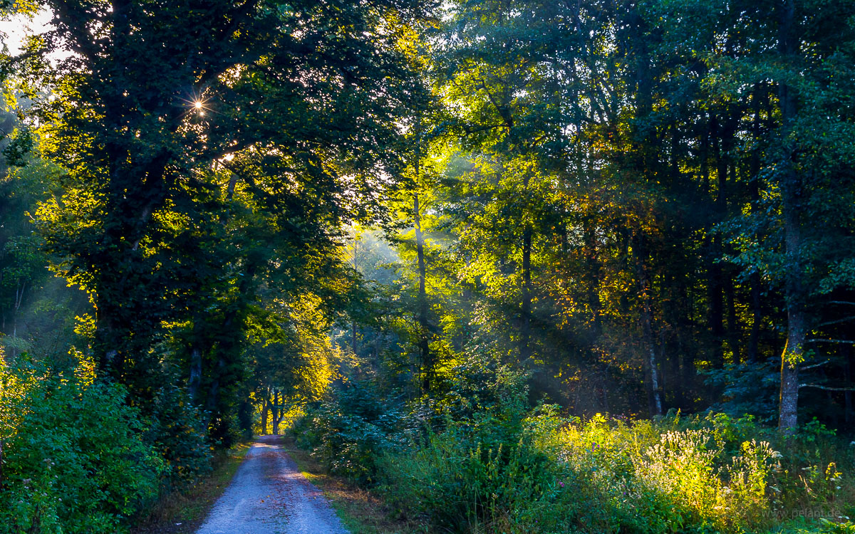 forest track through the Schaichtal in morning light