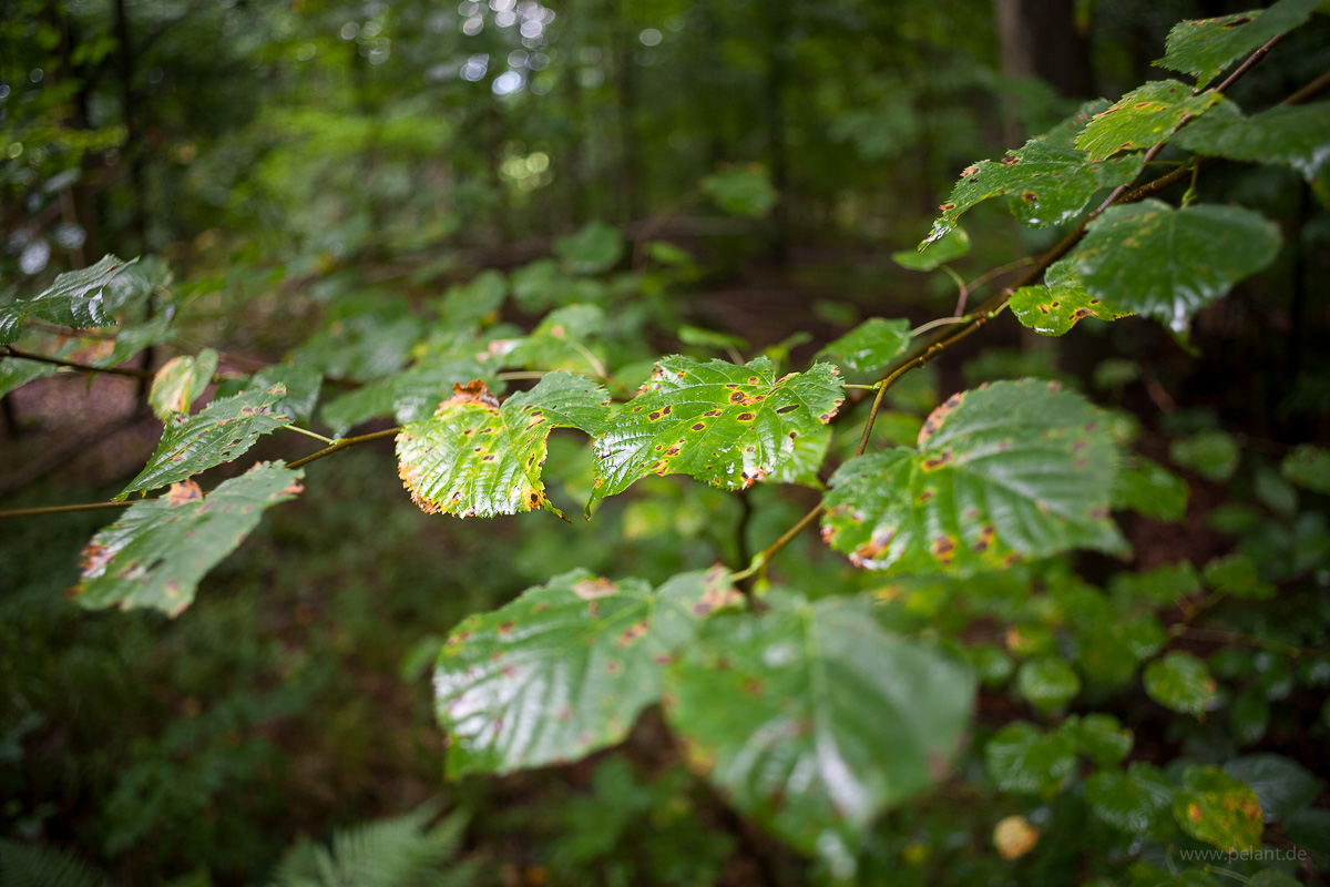 feuchte Lindenbltter mit Blattschden im Wald