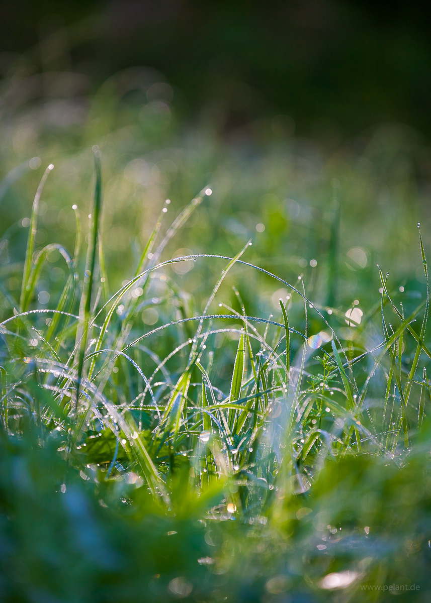 morning dew on a meadow in the Schaichtal, Schnbuch forest