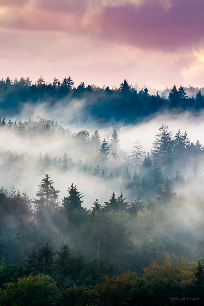 Schnbuch (Wald) zwischen Nebel und Abendrot