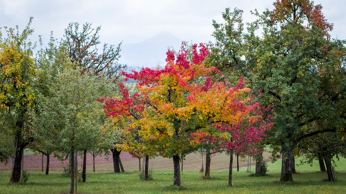 Herbstlicher Birnbaum in allen Farbtnen auf einer Streuobstwiese mit Blick auf die Achalm