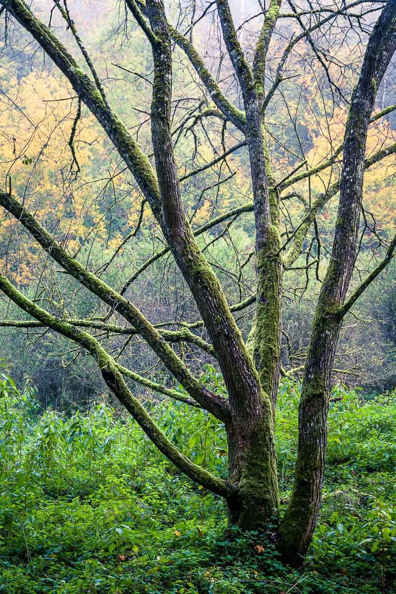 Moosbewachsener verzweigter Baumstamm im Schaichtal an einem nebligen Herbstmorgen