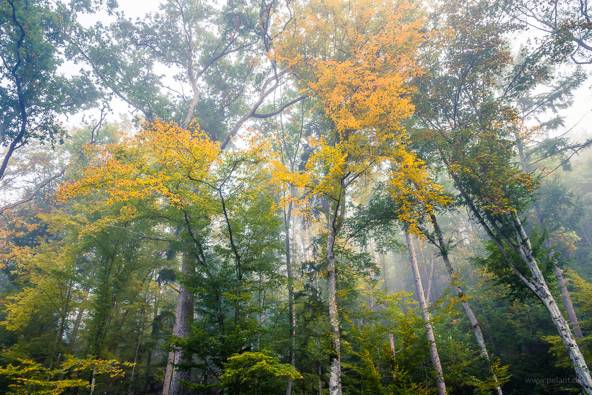 foggy common beech forest in autumn