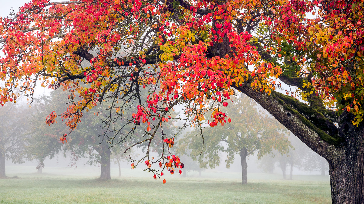 Birnbaum mit rotem Herbstlaub auf einer Streuobstwiese im Nebel
