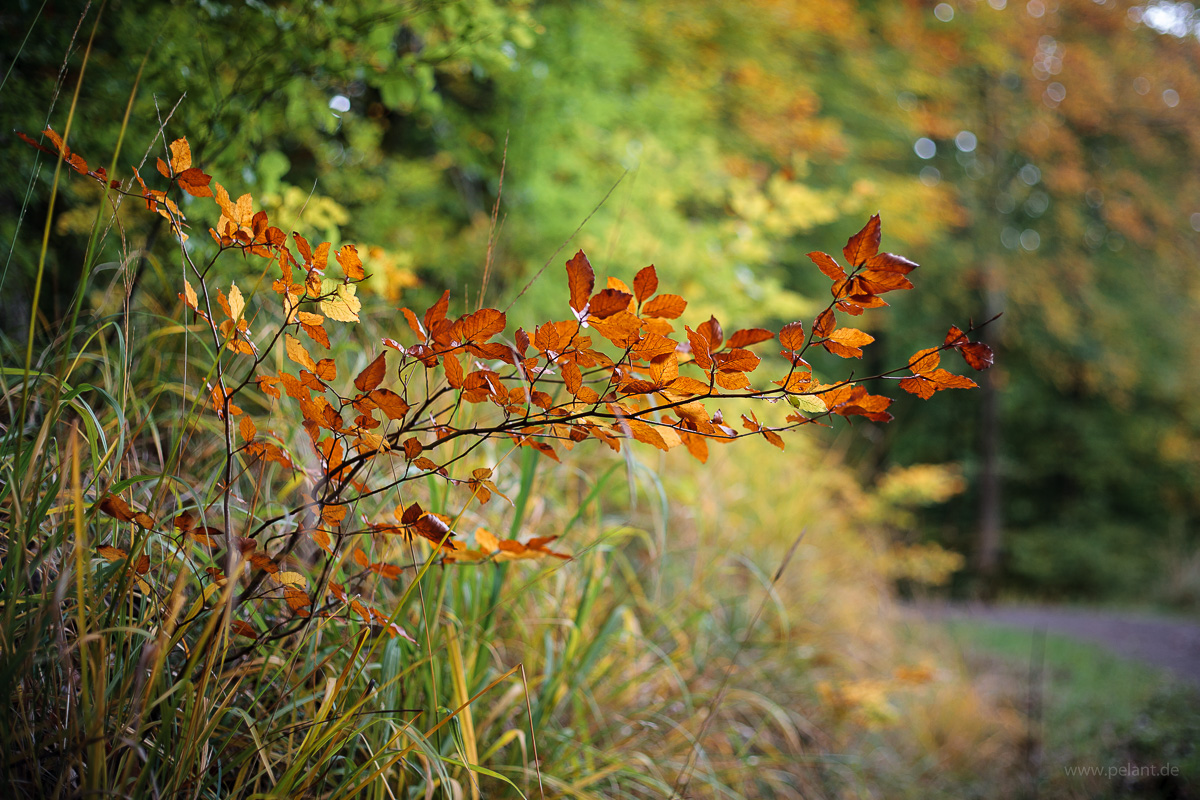 Zweige einer jungen Rotbuche in Herbstfarben