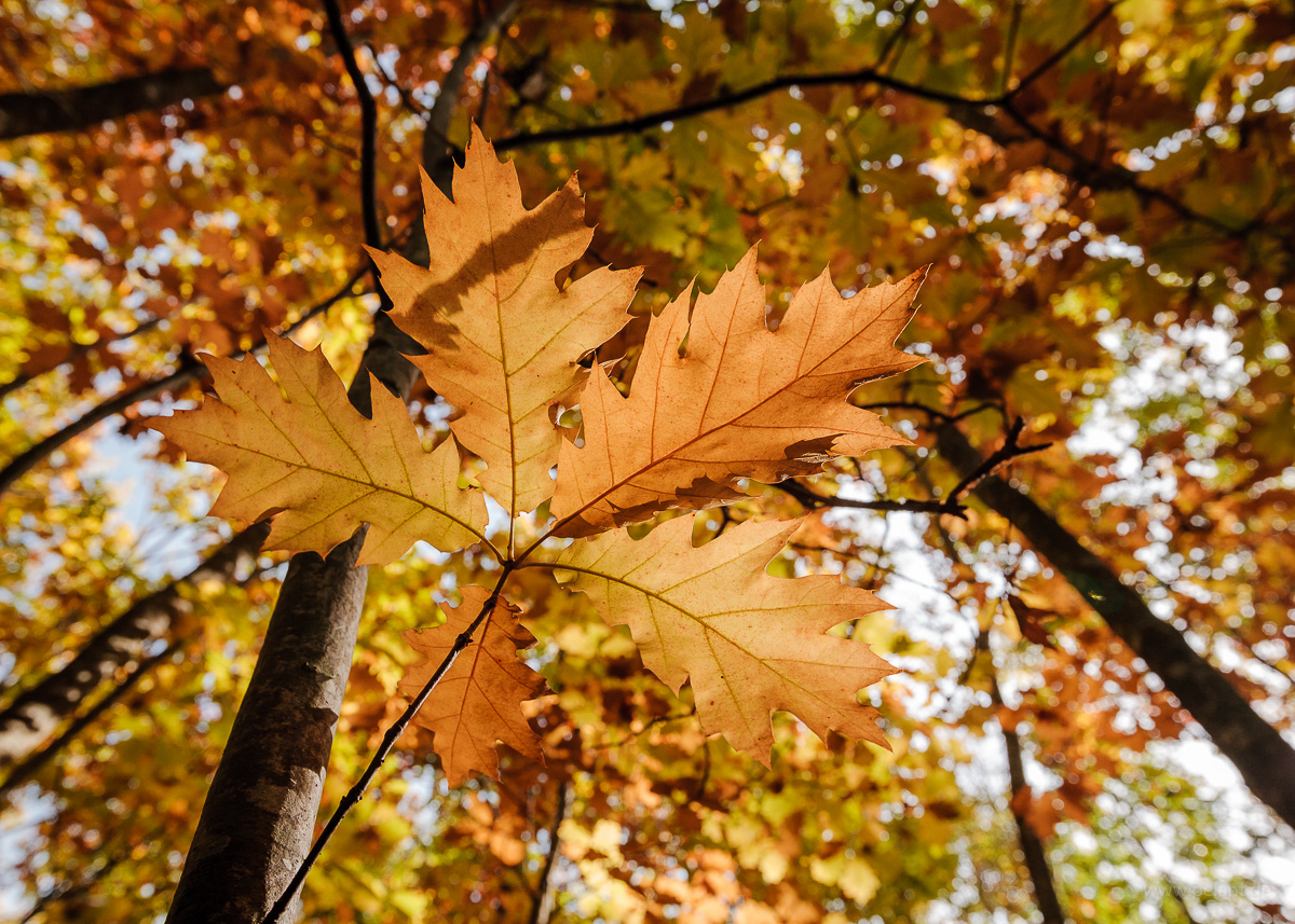 autumn leaves of a red oak