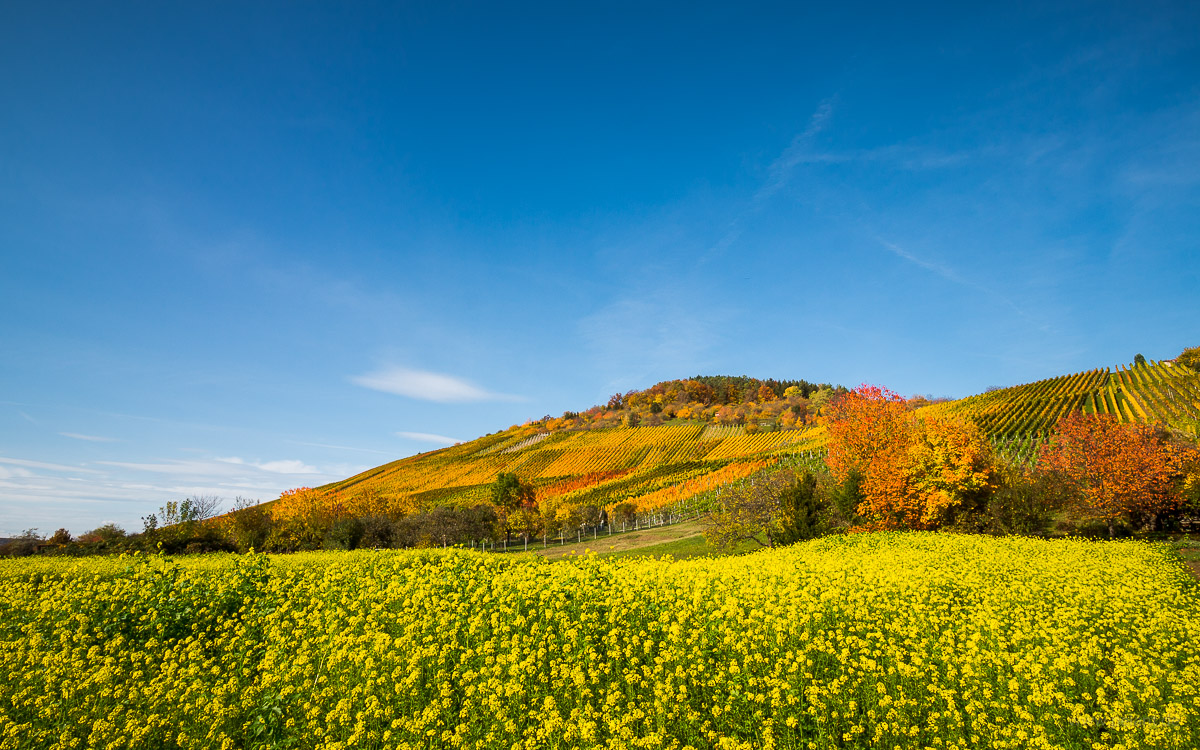 Hofbhl - vineyards near Metzingen in autumn with flowering mustard field and blue sky