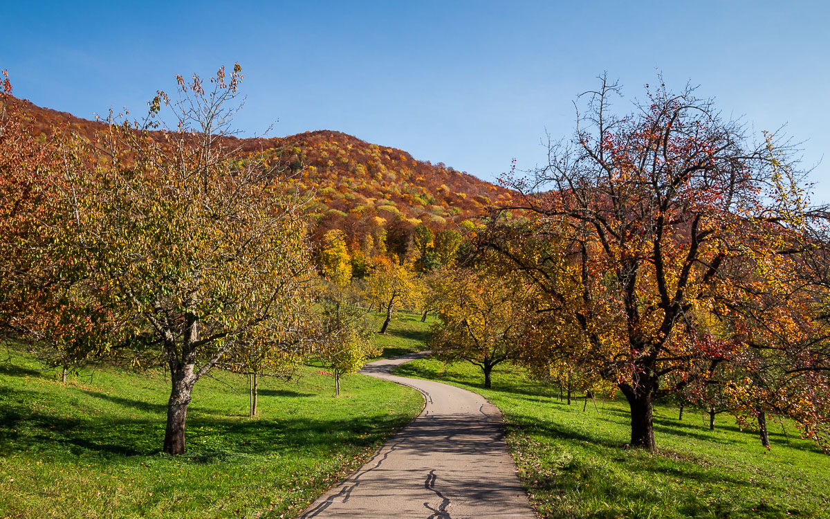 Radweg durch Streuobstwiesen im Ermstal bei Bad Urach im Herbst