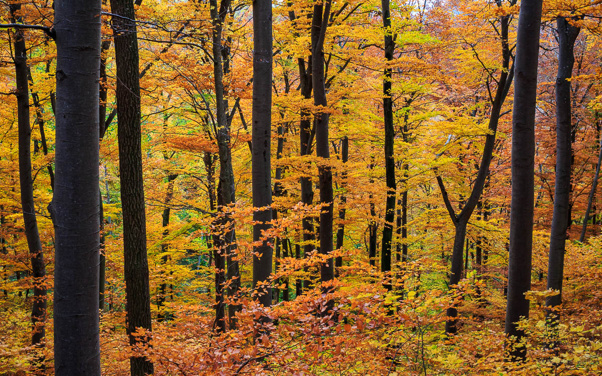 Buchenwald am Albtrauf in vollen Herbstfarben