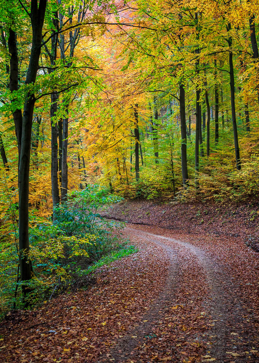 forest track in autumn at the edge of the Schwbische Alb