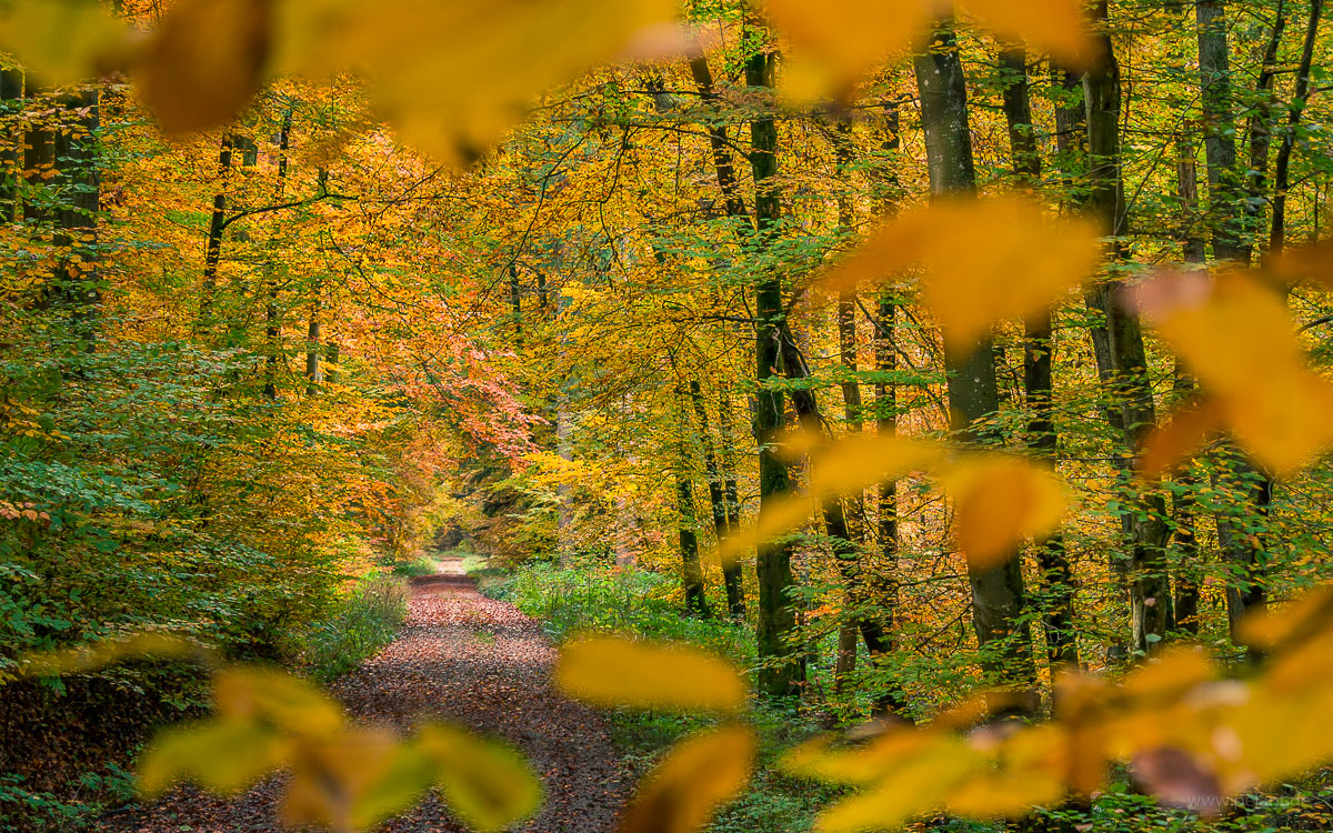 forest track through the Kirnbachtal in the Schnbuch in autumn