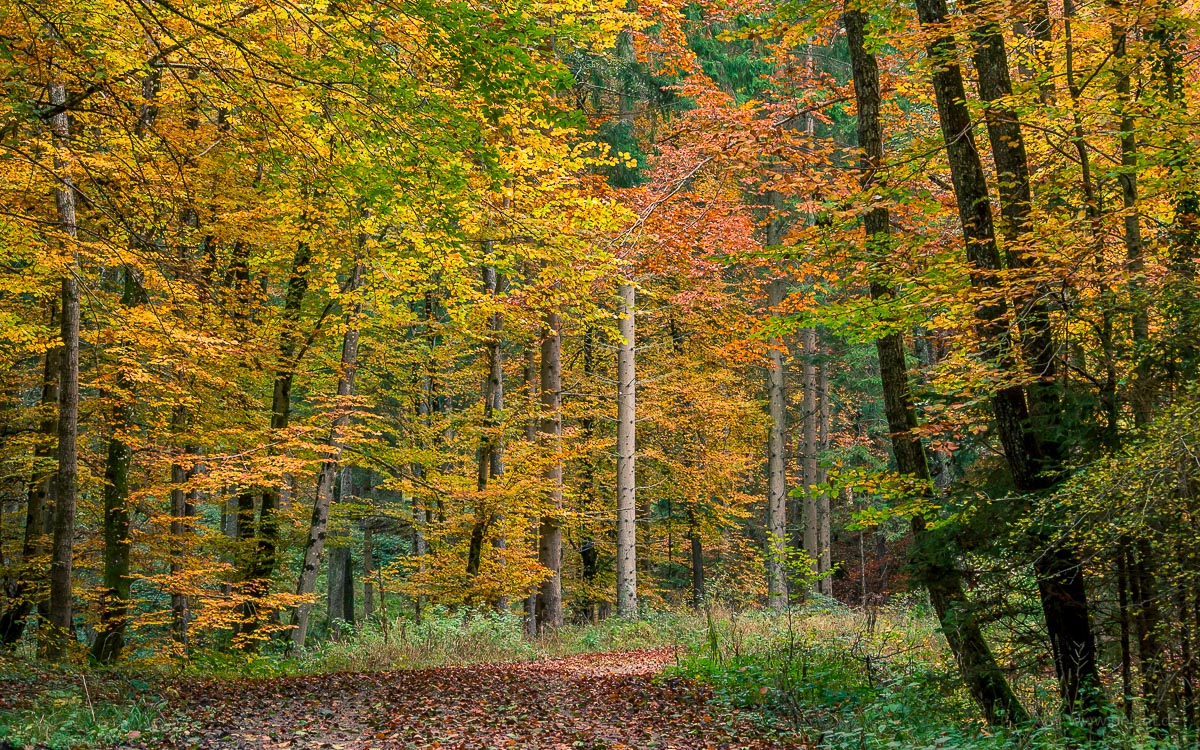 autumn forest in the Kirnbachtal (Schnbuch)