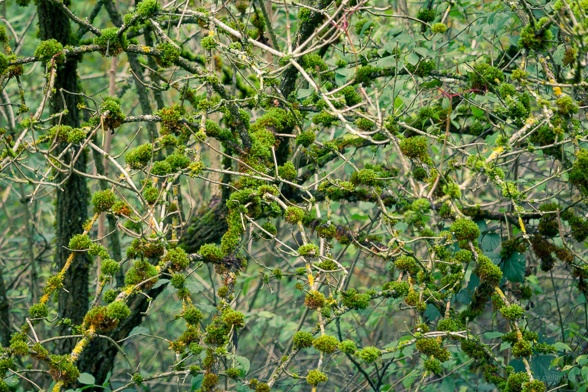 Moosbewachsene Zweige eines Holunderstrauchs