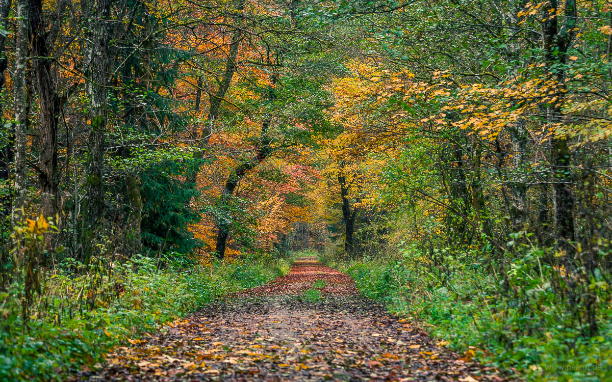 Waldweg durch das Kirnbachtal (Schnbuch) im Herbst