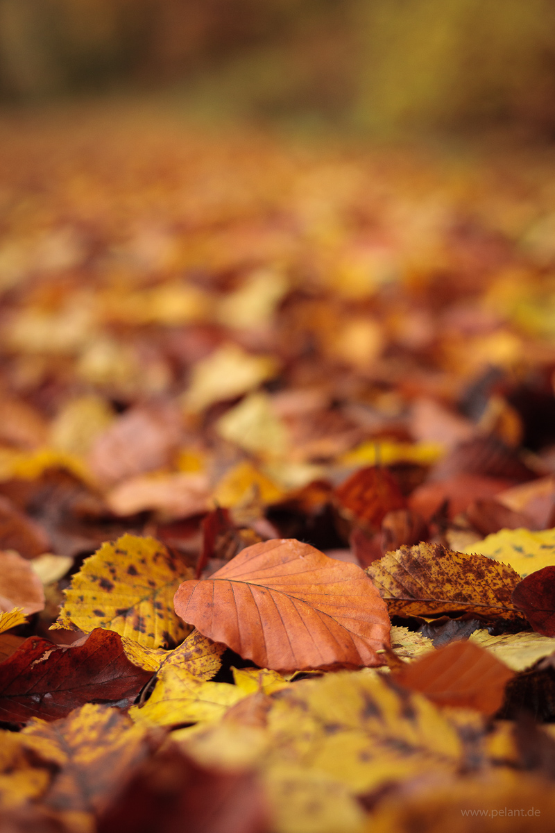 Rotbuchenblatt im Herbstlaub auf dem Waldboden