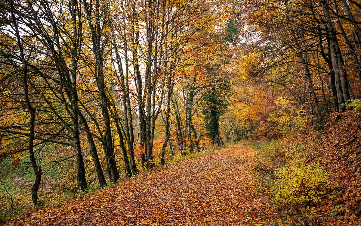 Waldweg durch das Schaichtal (Schnbuch) im Herbst