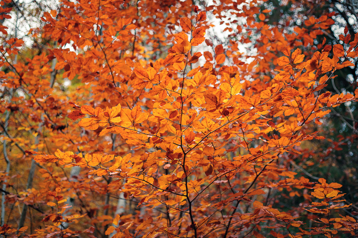 branches of common beech (Fagus sylvatica) in autumn