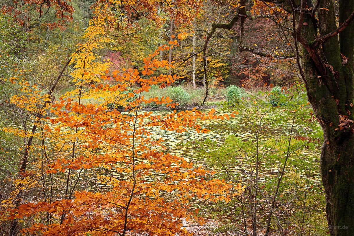 Schlsselsee (Schaichtal) im Herbst