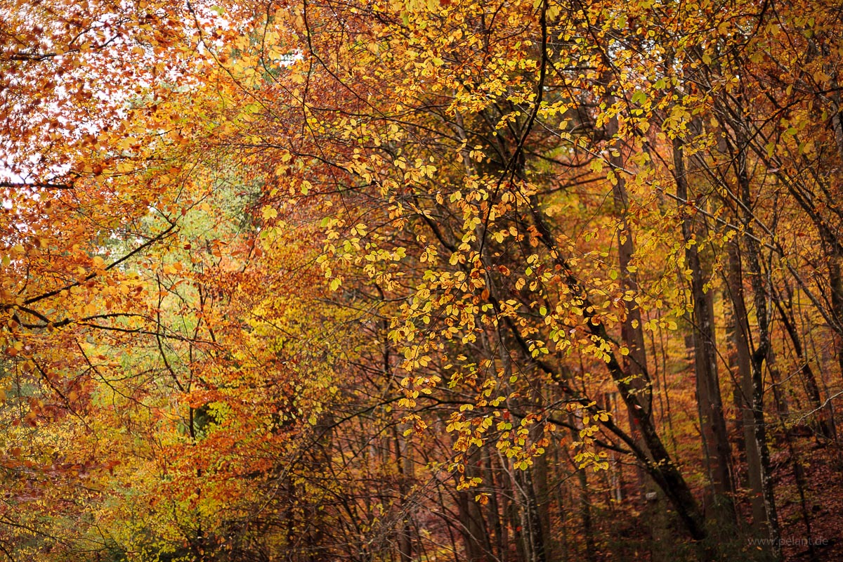 Herbstlaub - Bltter und Zweige von Rotbuchen im Schaichtal